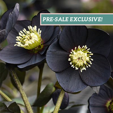 Load image into Gallery viewer, Helleborus 'Black Diamond'