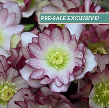 Load image into Gallery viewer, Helleborus 'Blushing Bridesmaid'