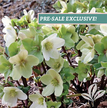 Load image into Gallery viewer, Helleborus 'Champion'