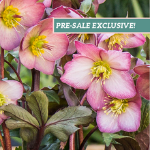 Load image into Gallery viewer, Helleborus 'Cheryl's Shine'