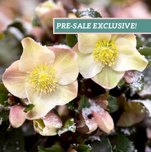 Load image into Gallery viewer, Helleborus 'Cinnamon Snow'
