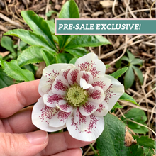 Load image into Gallery viewer, Helleborus 'Confetti Cake'