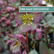 Load image into Gallery viewer, Helleborus 'Dana's Dulcet'
