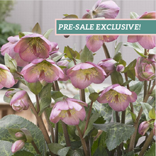 Load image into Gallery viewer, Helleborus 'Dorothy's Dawn'