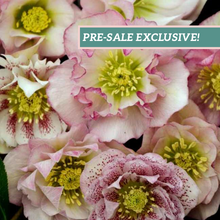 Load image into Gallery viewer, Helleborus 'Flower Girl'