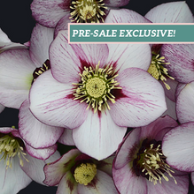 Load image into Gallery viewer, Helleborus Honeymoon® 'French Kiss'