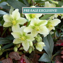 Load image into Gallery viewer, Helleborus 'Honeyhill Joy'
