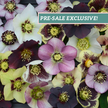 Load image into Gallery viewer, Helleborus Honeymoon® Mix