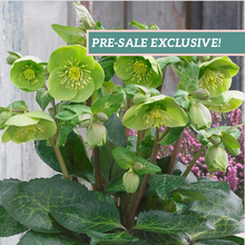 Load image into Gallery viewer, Helleborus Frostkiss® 'Illumi Lime'