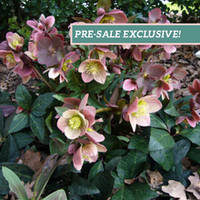 Load image into Gallery viewer, Helleborus Gold Collection® 'Merlin'