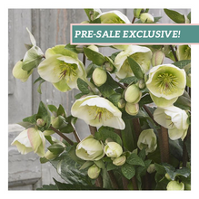 Load image into Gallery viewer, Helleborus Frostkiss® 'Moondance'