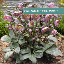 Load image into Gallery viewer, Helleborus Frostkiss® 'Penny's Pink'