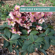 Load image into Gallery viewer, Helleborus Gold Collection® 'Pink Frost'