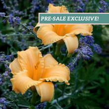 Load image into Gallery viewer, Daylily 'Apricot Sparkles'