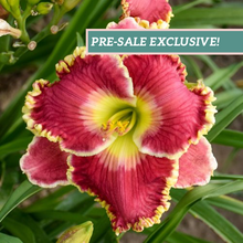 Load image into Gallery viewer, Daylily 'Born to Run'