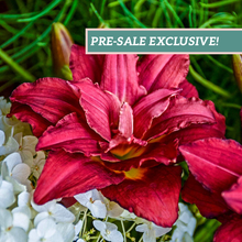 Load image into Gallery viewer, Daylily 'Double Pardon Me'