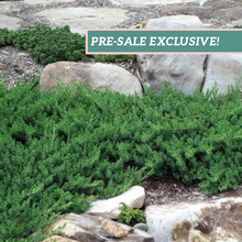 Load image into Gallery viewer, Juniper 'Blue Pacific'