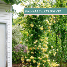 Load image into Gallery viewer, Lonicera 'Scentsation'