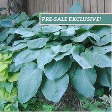 Load image into Gallery viewer, Hosta 'Big Daddy'
