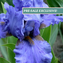 Load image into Gallery viewer, German Iris 'Aqua Taj'