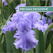 Load image into Gallery viewer, German Iris 'Abiqua Falls'