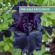 Load image into Gallery viewer, German Iris 'Before the Storm'