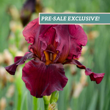 Load image into Gallery viewer, German Iris 'Bernice's Legacy'