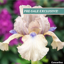 Load image into Gallery viewer, German Iris 'Concertina'