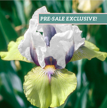 Load image into Gallery viewer, German Iris 'Double Your Fun'