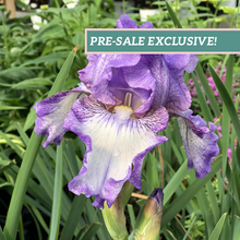 Load image into Gallery viewer, German Iris 'Earl of Essex'