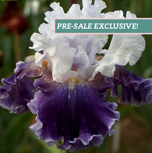 Load image into Gallery viewer, German Iris 'Feel the Thunder'