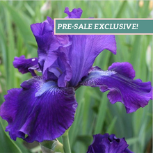 Load image into Gallery viewer, German Iris 'Halston'