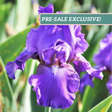Load image into Gallery viewer, German Iris 'His Royal Highness'