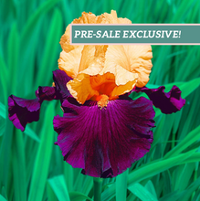 Load image into Gallery viewer, German Iris 'Idol'