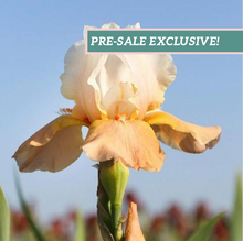 Load image into Gallery viewer, German Iris 'Invitation'