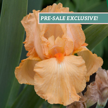 Load image into Gallery viewer, German Iris 'Many Mahalos'
