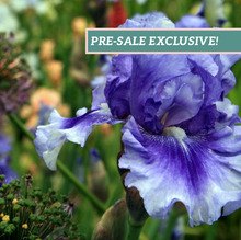 Load image into Gallery viewer, German Iris 'No Count Blues'