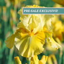Load image into Gallery viewer, German Iris 'Pleasant Peasant'