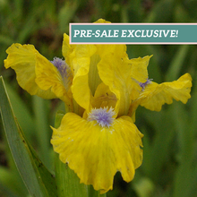 Load image into Gallery viewer, German Iris 'Prank'