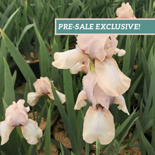 Load image into Gallery viewer, German Iris 'Precious Little Pink'