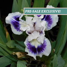 Load image into Gallery viewer, German Iris 'Riveting'