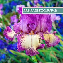 Load image into Gallery viewer, German Iris 'Rock Star'
