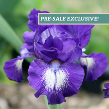 Load image into Gallery viewer, German Iris 'Starwoman'
