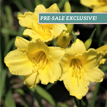 Load image into Gallery viewer, Daylily 'Happy Returns'