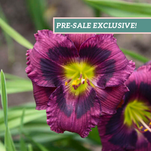 Load image into Gallery viewer, Daylily 'Kansas Kitten'