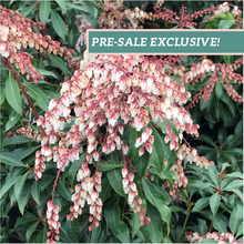 Load image into Gallery viewer, Pieris 'Dorothy Wyckoff'