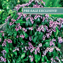 Load image into Gallery viewer, Pieris 'Katsura'