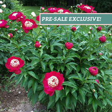 Load image into Gallery viewer, Peony 'Ada Niva'