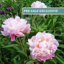 Load image into Gallery viewer, Peony 'Catharina Fontijn'