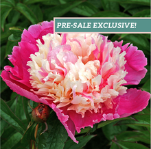 Load image into Gallery viewer, Peony 'Cora Stubbs'